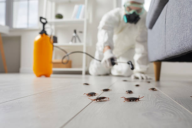 Commercial Rodent Management in Quinebaug